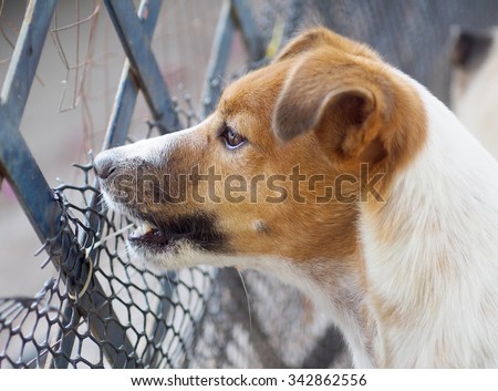 happy active young Jack Russel terrier dog white and brown playing around a house with home outdoor surrounding, barking outside, making serious face, under morning sunlight in good weather day