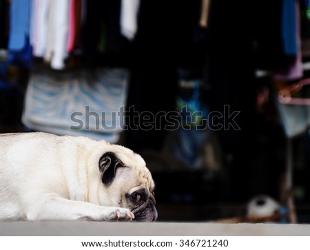 portraits view of a lovely lonely white fat pug dog laying on the floor making funny sadly face with clothes hanging in the background
