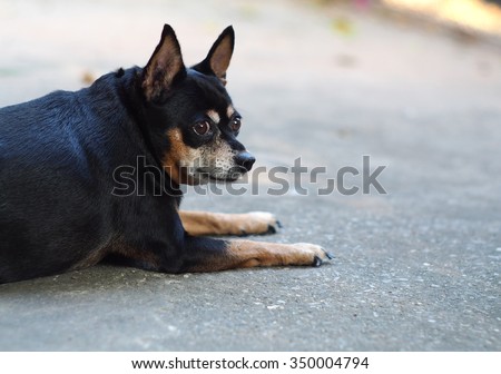 cute black fat lovely miniature pinscher dog with brown dog eyes smiling face close up resting outdoor on a country house's concrete garage floor portraits view