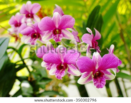 olorful soft pink orchids on a hanging ceramic pot under natural lighting outdoor with romantic green bokeh background