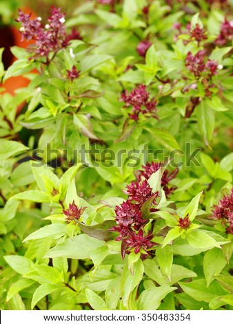 Ocimum basilicum Linn, Thai basil, green leaves mint flavour herb and food ingredient for THAI cooking and THAI food.