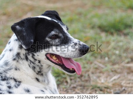 head shot close up of a black and white dalmatian dog no purebred laying on home garden floor outdoor under direct natural sunlight in summer