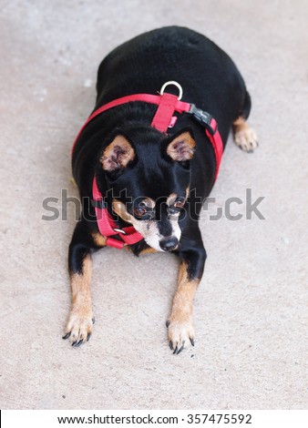 cute black fat lovely miniature pinscher dog wearing red dog leash set with brown eyes smiling face close up resting outdoor on a country house\'s concrete garage floor portraits view