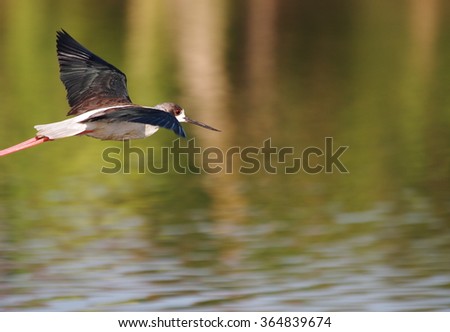 small Bird, black-winged Stilt (Himantopus himantopus) White with black patch at the nape of neck and wings. Long black bill, red eye Long pink legs, flying over a pond in nature closeup portrait shot