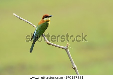Chestnut-headed Bee-eater birds