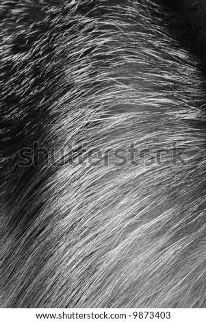Real black and white silver fox fur texture