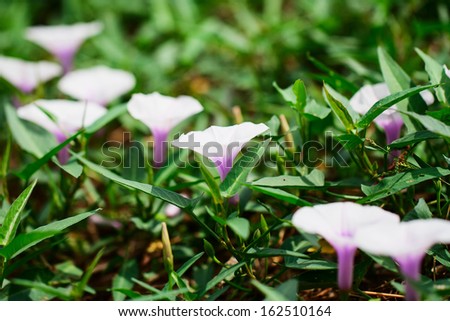 Violet-white flower of water spinach.