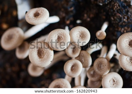 Mushroom is cultivated in mushroom house by Thai farmer.