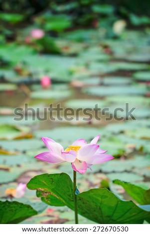 Florescent lotus is mean enlightened person in Buddhism. Enlightened person has wisdom which haul him from suffering.