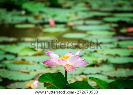 Florescent lotus is mean enlightened person in Buddhism. Enlightened person has wisdom which haul him from suffering.