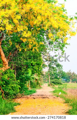 The soil road at upcountry in Thailand is covered by yellow flower and green leaves from tree. It\'ll bring you to village.