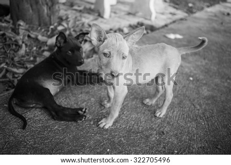 Two homeless puppy is sitting on footpath what is looking at you for some food. In black and white