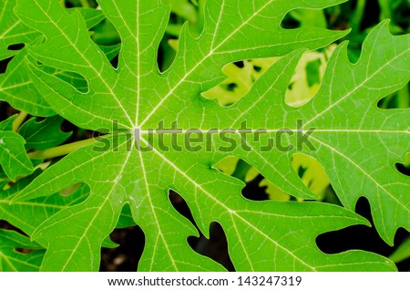 Papaya leaves bright green background of nature.