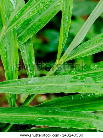 Close-up of Ginger leaves. with water droplets, Natural green background.