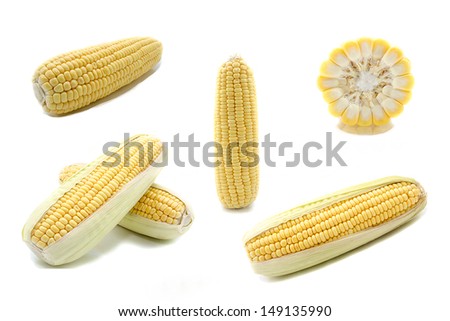 Ear of Corn isolated on a white background