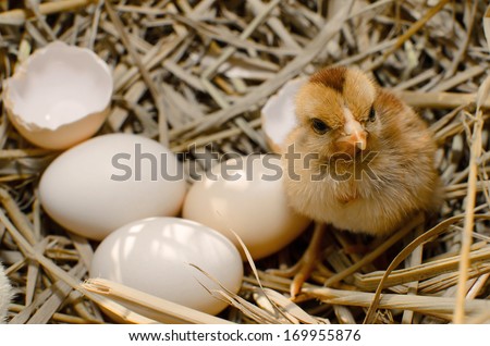 beautiful little chicken, eggs and eggshell in nest