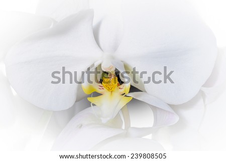 White Orchid closeup, A tender white orchid.