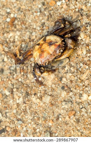 River crab on sand beach, Northern Thailand.