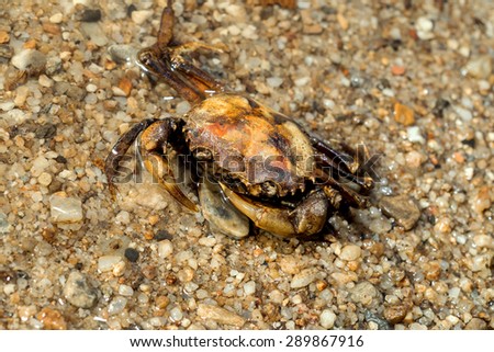 River crab on sand beach, Northern Thailand.