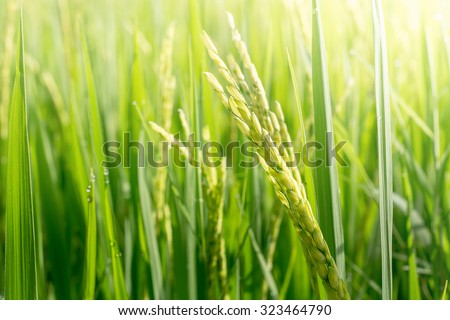 Close up of green paddy rice. Green ear of rice in paddy rice field under sunrise, Blur Paddy rice field in the morning background