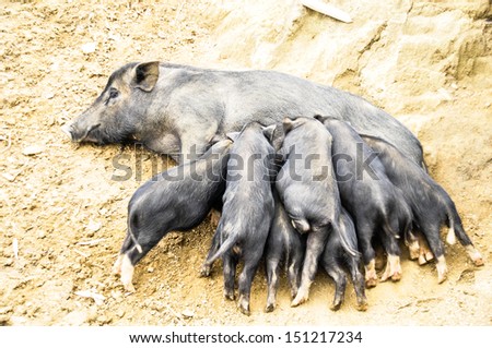 Baby pigs are eating from their mother