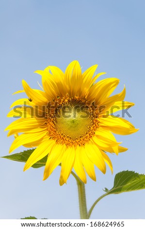 Close up Sunflower with blue sky and strong son light