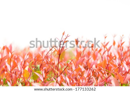 Red and green plant with white background wall behind
