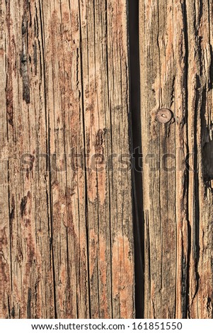 Old, weathered, obsolete wooden post, with lateral cracks and annual growth lines, with corroded thumbtack attached.
