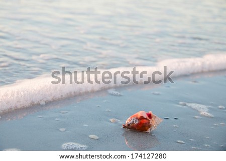 Red shell washed away by a wave on the beach during sunset at a South Florida vacation
