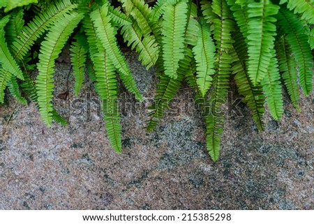 Green fern on the wall