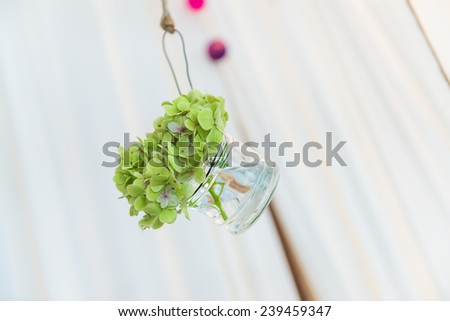 Green hydrangea hanging for decoration