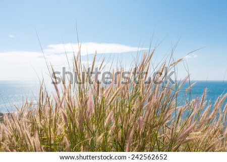 Fox tail grass at coast