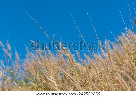 Fox tail grass and sky