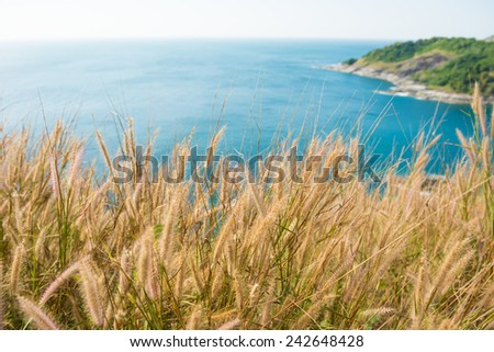 Fox tail grass at coast