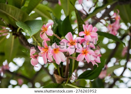 white , pink and yellow Plumeria spp. (frangipani flowers, Frangipani, Pagoda tree or Temple tree)