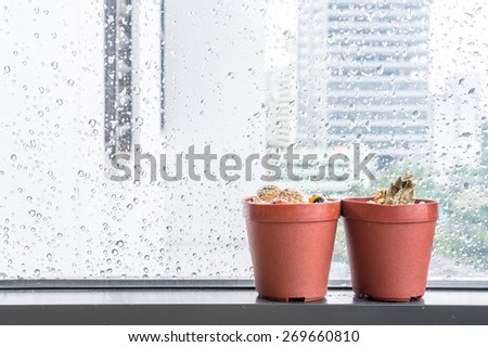 two dying cactus in front of a glass windows with water droplet after a heavy rain
