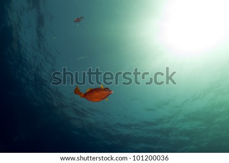 Boxfish,ocean and sun in the Red Sea.