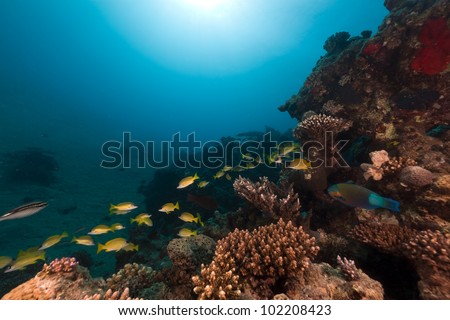 Snappers and tropical reef in the Red Sea