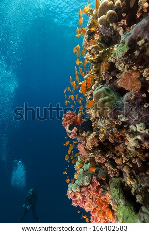 Tropical reef and diver in the Red Sea