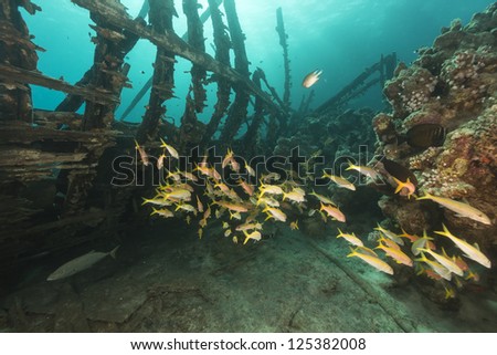 Safari boat wreckage and aquatic life in th Red Sea