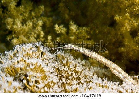 stock-photo-red-sea-pipefish-corythoichthys-sp-10417018.jpg