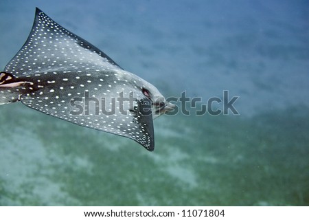 Spotted Eagle Ray (Aetobatus narinari)