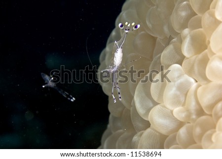long-arm cleaner shrimp (periclimenes longicarpus) and bubble coral (plerogyra sinuosa)