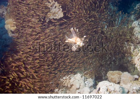 common lionfish (pterois miles) and it\'s favourite food: golden sweepers (parapriacanthus vanicolensis)