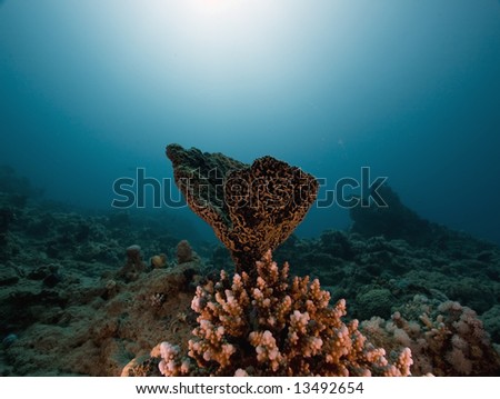 coral, ocean and sun