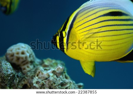 exquisite butterflyfish (chaetodon austriacus)