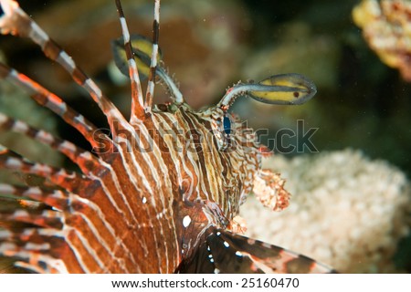 lionfish (pterois miles)