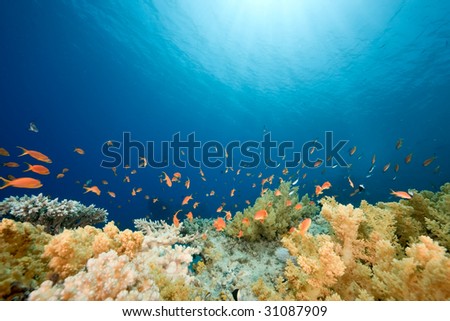 pictures of fishes in ocean. stock photo : ocean, fish and