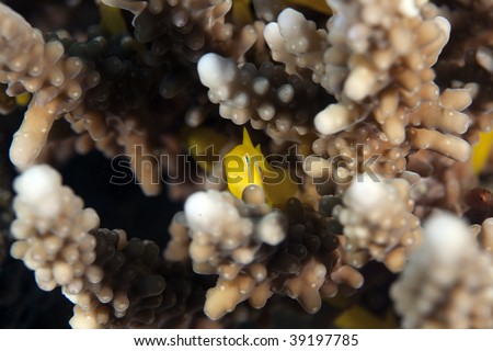 citron coral goby