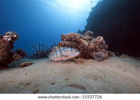 Parrotfish, ocean and sun taken in the Red Sea.